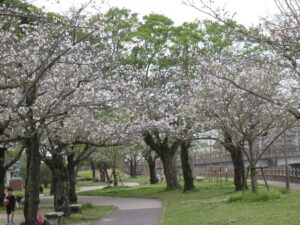 クレセール天保山での生活