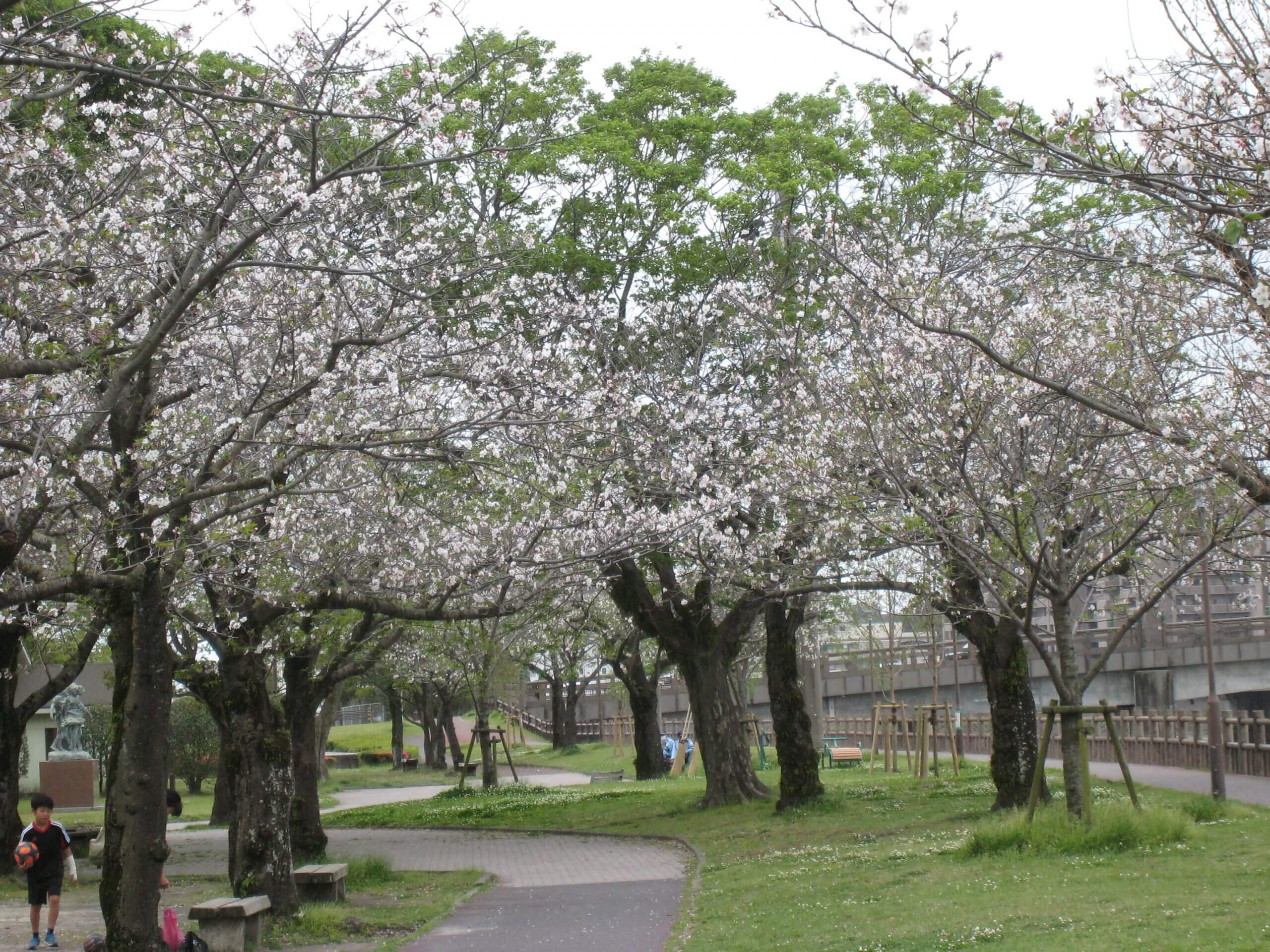 お花見しました クレセール天保山